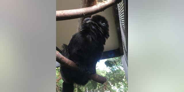 In this undated photo provided by the Palm Beach Zoo, Kali, a 12-year-old rare Goeldi's monkey, sits on a branch at an enclosure at the zoo, in West Palm Beach, Fla. Police in Florida are on the lookout for the monkey that was stolen Monday, Feb. 11, 2019, from the zoo. Zoo president Margo McKnight said Goeldi's monkeys are "increasingly sought after for the illegal pet trade." (Palm Beach Zoo via AP)