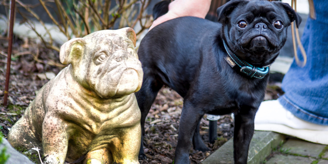 In this Wednesday, Feb. 27, 2019 photo pug dog Edda is pictured in Duesseldorf, Germany. Officials in Germany are defending their decision to seize an indebted family's pet pug and sell it on eBay, saying the move was a last resort because authorities were unable to find anything else to take. (Mikko Schimmelfeder/dpa via AP)