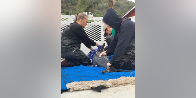In this Monday Feb. 4, 2019 photo provided by the Pacific Marine Mammal Center, Wendy Leeds Animal Care coordinator, left, with volunteer Colby Hollabaugh, center, and Amanda Walters education instructor receive a dolphin at the Pacific Marine Mammal Center in Laguna Beach, Calif. Experts are concerned about an increase in dolphin strandings along the Southern California coast. The Pacific Marine Mammal Center says it has responded to six beached dolphins this month and received reports of two others. The strandings began with three common dolphins beaching themselves on Feb. 4. (Pacific Marine Mammal Center via AP)