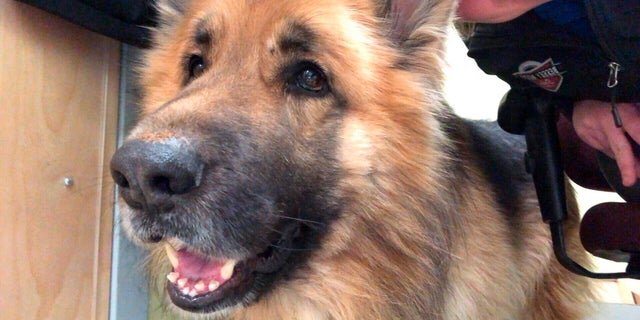 In this Feb. 14, 2019, photo provided by Morgan Miles, Kaiser, a king shepherd dog, gets petted at the Responsible Pet Care of Oxford Hills shelter in South Paris, Maine. The 5-year-old dog went missing in Ashby, Mass., eight months ago, and made his way 175 miles away to Maine. Kaiser’s owner was reunited with his dog Sunday, Feb. 17. (Morgan Miles via AP)