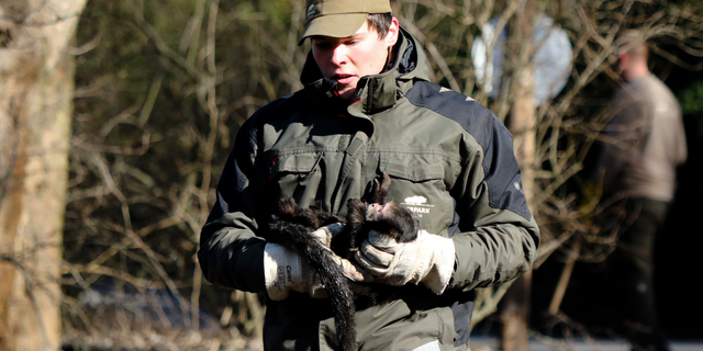 In this Saturday, Feb. 23, 2019 photo provide by the Tierpark Berlin, pet keeper Fabian Behnke carries capuchin monkey Philippa back to the enclosure after the monkey was escaped in the Zoo on Feb. 14, 2019. (Tierpark Berlin via AP)