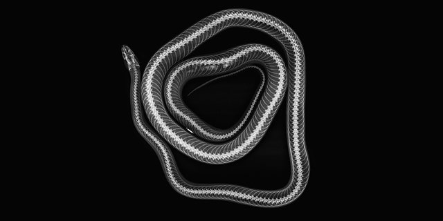 The image above depicts Cornelius, a corn snake, at the ZSL London Zoo.
