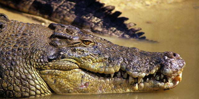 Watch out. The next crocodile you see might be able to gallop toward you.