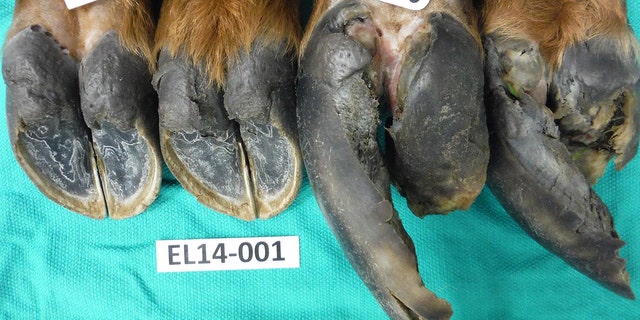 The four deformed hooves of one elk with hoof disease are shown in this lab photo by researchers studying the disease plaguing elk in southwestern Washington.