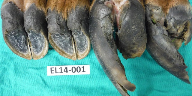 The four deformed hooves of one elk with hoof disease are shown in this lab photo by researchers studying the disease plaguing elk in southwestern Washington.