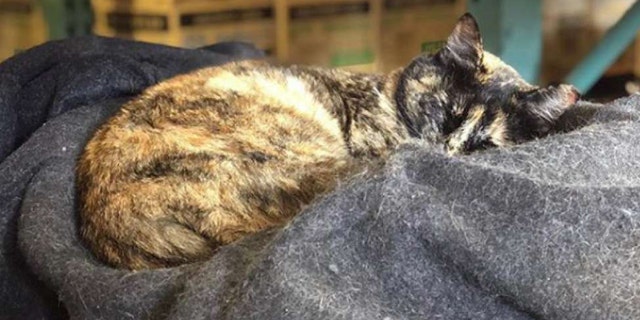Edna the cat was evicted from Station 49 of the San Francisco Fire Department after the city received an anonymous complaint about her being around medical equipment.