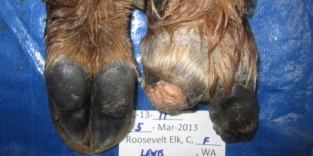 Another example of elk hoof disease.