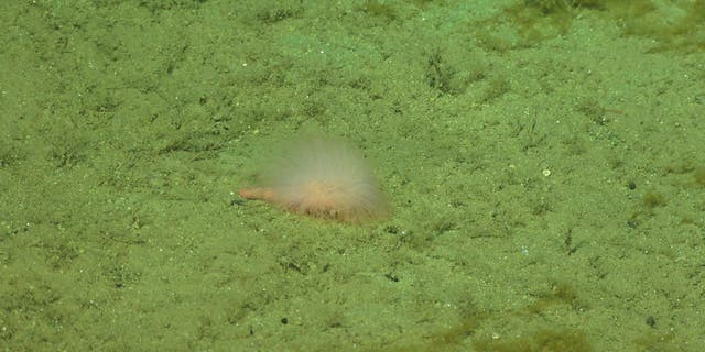 The genus Biremis was only known to have one species in it - until now.