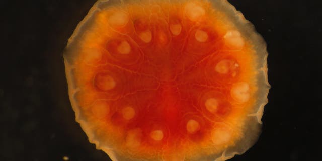 Two new species of myzostome worms were found during the Costa Rica trip.
