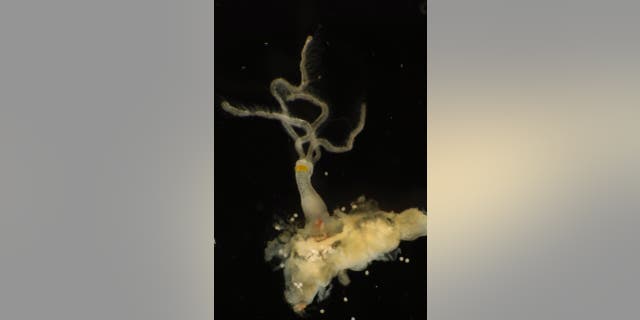 Una nueva especie de Osedax, también conocida como gusano de hueso, fue descubierta frente a Costa Rica. 
