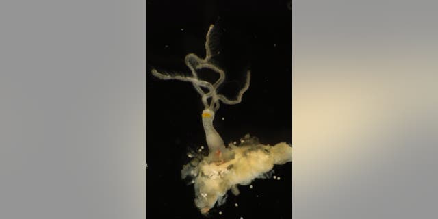 A new species of Osedax, also known as boneworms, was found off Costa Rica.