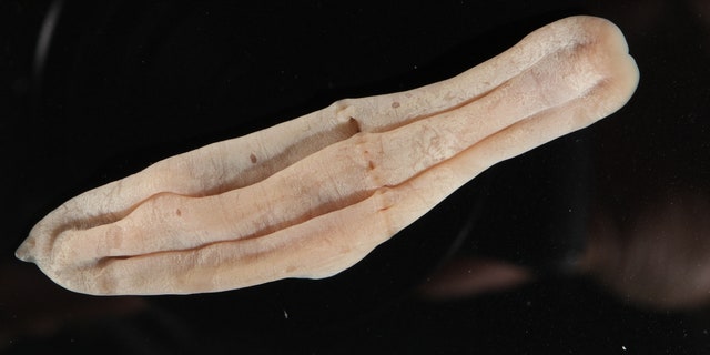 "Xenoturbella is a genus of very simple animal with bilateral symmetry that grows up to a few centimeters long," the Schmidt Ocean Institute describes.