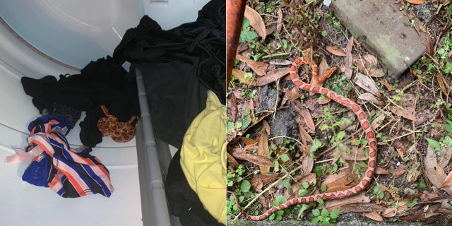A woman in Florida discovered a snake in her dryer while taking out laundry on Sunday.