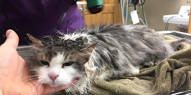 Fluffy being treated at the clinic in Kalispell. (Jevon Clark/The Animal Clinic of Kalispell via AP)