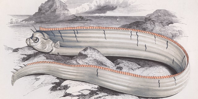 Bank's Oarfish, circa 1850. (Photo by Hulton Archive/Getty Images)