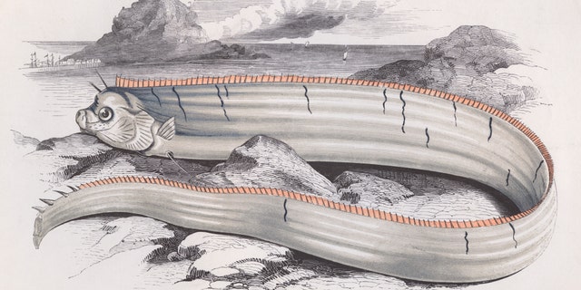Bank's Oarfish, circa 1850. (Photo by Hulton Archive/Getty Images)