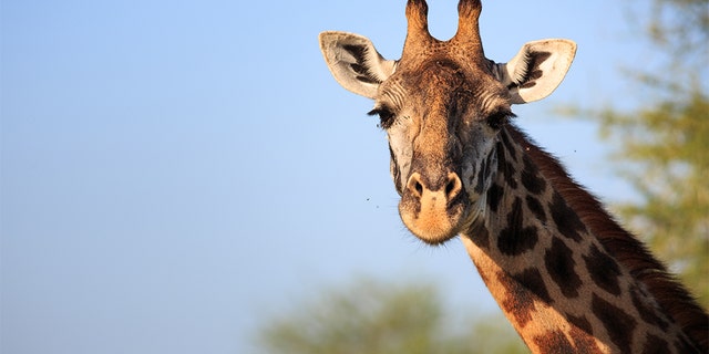 File image of a giraffe. The Kansas City Zoo's giraffe, Hamisi, died last week.