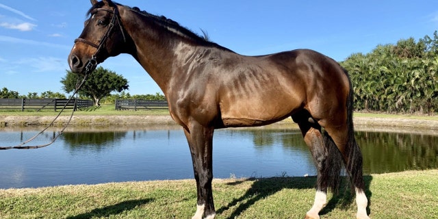 Hardrock Z is one of 14 horses seized by the government and will be auctioned off.