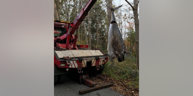 After it was found in 2017, local fishing authorities confirmed the tuna was illegally harvested, and it was hauled from the woods by a towing company.