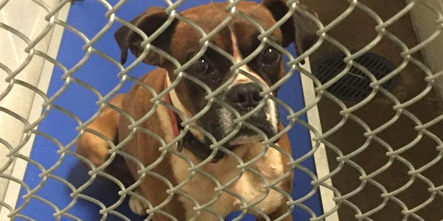 One of the boxer-mixes that allegedly attacked Nancy Cherryl Burgess-Dismuke.