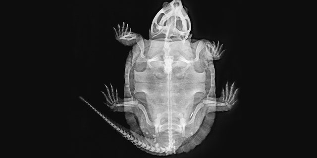 ZSL London Zoo released a range of stunning images, including the one above, of Nasi, a big-headed turtle.
