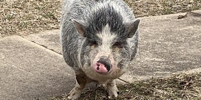 Police were able to lure a pot-bellied pig back home.