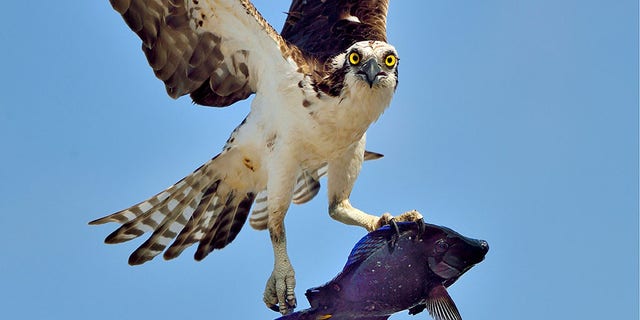 The fish caught by this osprey — as seen in this Feb. 2019 image — was likely a blue tang. The osprey is the only hawk on the continent that eats live fish almost exclusively, according to The Cornell Lab.