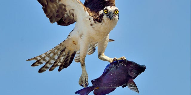 The fish was likely a blue tang.