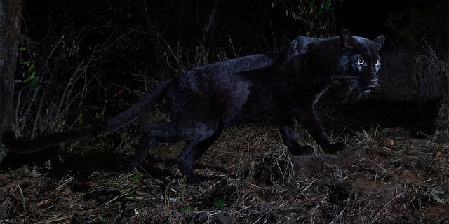 Burrard-Lucas' images can now be found in the African Journal of Ecology.