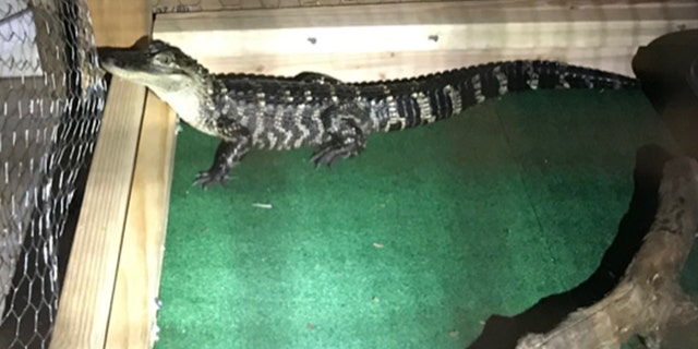 A roughly 3-foot alligator is moving to the zoo after it was discovered in a Pennsylvania home last week while law enforcement was executing a search warrant, authorities said Thursday.