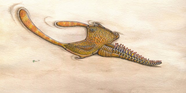 An illustration of the stylophoran genus <i>Thoralicystis</i>.