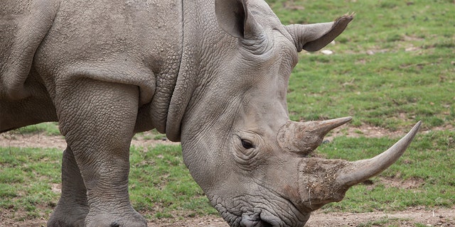 A suspected rhino poacher was trampled by an elephant and then eaten by lions at a South African national park.