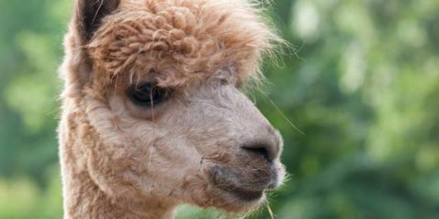 A Louisiana woman is accused of shooting her pet llama named Earl who she says attacked her. (nationalzoo.si.edu)