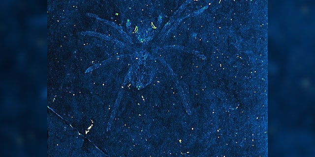 This fossilized spider has teensy mirrors in its eyes.