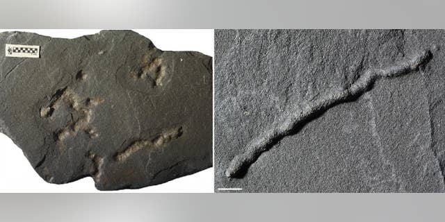 Until now, the oldest traces of motility (an organism's ability to move independently using metabolic energy) dated to about 600 million years ago. But now, newly analyzed fossils suggest that motility dates back to 2.1 billion years ago. (Scale bar: 1 centimeter, or 0.4 inches.)