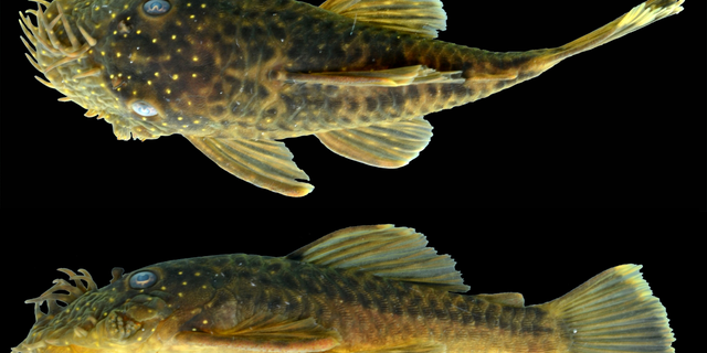 <em> Ancistrus kellerae </em>, is one of six new species of bristlenose catfish discovered in the Amazon.