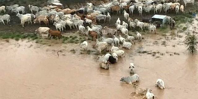 Stranded cows are seen surrounded by floodwater in Queensland, Australia February 5, 2019 in this still picture obtained from social media on February 8, 2019.