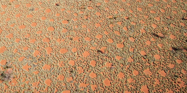 The Australian fairy circles (seen from above) form an additional source of water in this arid region, because the rainwater flows toward the grasses on the edge.