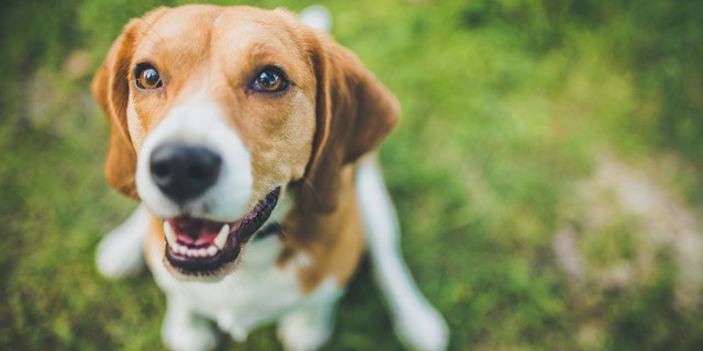 A new study presented on Monday has found that beagles can be trained to detect lung cancer from human blood samples with 97 percent accuracy. (Stock image)