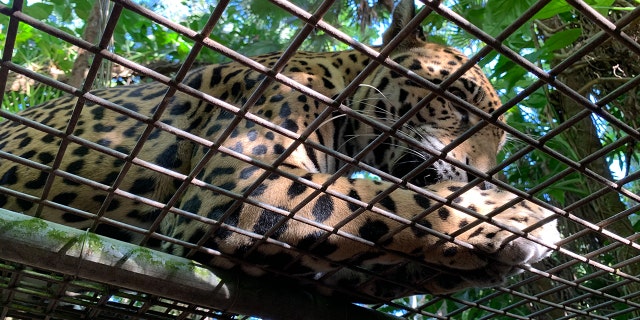 If you’ve ever wanted to be licked by a jaguar, cuddle a croc or feed a tapir, Belize’s national animal, or a toucan, its national bird, the Belize Zoo is where you go.<br>