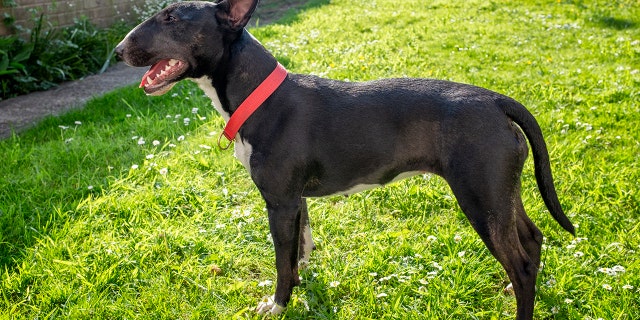 Black and white English bull terrier. It was a bull-terrier mix, though not this particular dog, that attacked the runner in Florida.