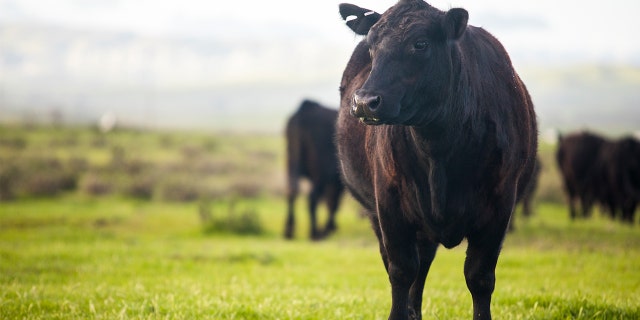 Supermarket customers in China were in for a surprise when a small herd of cattle wandered into the store and started munching on fruit.