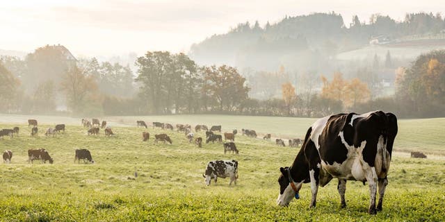 For dad Ryan, the journey to veganism was very different - as he grew up surrounded by the farming industry, and was a frequent visitor to slaughterhouses.