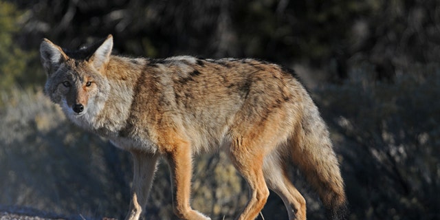 FILE: A Florida man used a coffee cup to fight off an aggressive coyote.