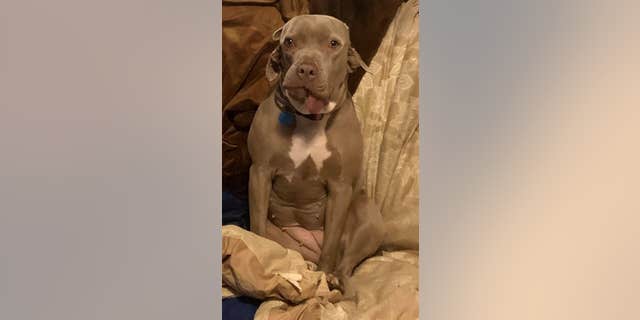 Toad also has hearing and vision issues, her owner said.