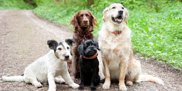Dogs' personalities can change based their owners' personalities, a new study has found. (Stock image)