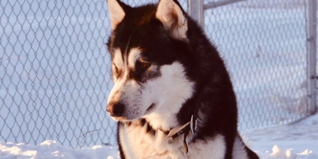 A Minnesota dog named Donald Trump was not shot and killed over politics, authorities said Wednesday. (GoFundMe)