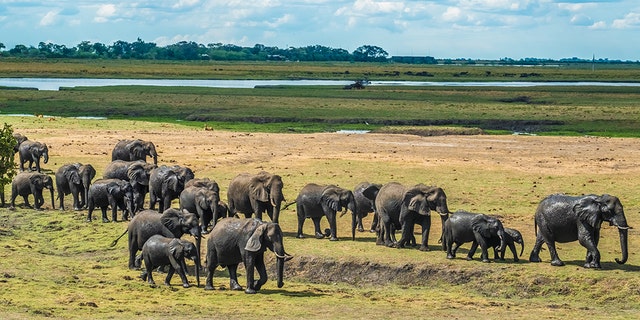 Large elephant herd taking a bath in the Chove river, Chobe Riverfront, Serondela, Chobe National Park, Botswana.