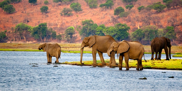 Part of a herd of elephant arriving to drink from the Chobe river.