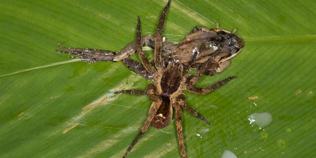 Eine wandernde Spinne wird beim Knabbern an einer subadulten Cercosaura eigenmanni-Eidechse abgebildet.